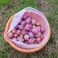 SNTV 2018-08-26 Melford Hall 03