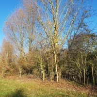 SNTV Fen Bridge 2018-11-18 02