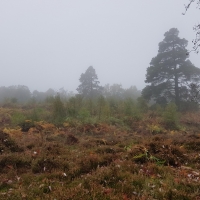 SNTV Surrey Hills 2018-10 11