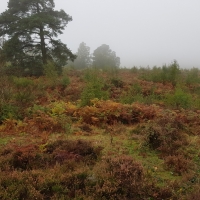 SNTV Surrey Hills 2018-10 13