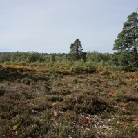 SNTV Surrey Hills 2018-10 36