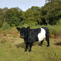 SNTV Surrey Hills 2018-10 39