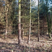 SNTV Pin Milll 2018-12-16 01