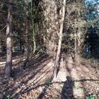 SNTV Pin Milll 2018-12-16 02