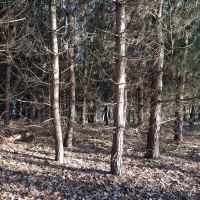 SNTV Pin Milll 2018-12-16 03