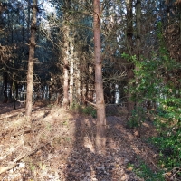 SNTV Pin Milll 2018-12-16 04