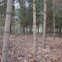 SNTV Pin Milll 2018-12-16 19