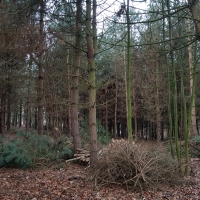 SNTV Pin Milll 2018-12-16 20