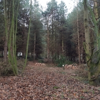 SNTV Pin Milll 2018-12-16 21