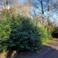 SNTV Ickworth 2019-02-03 01