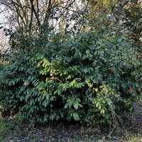 SNTV Ickworth 2019-02-03 02