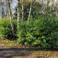 SNTV Ickworth 2019-02-03 03