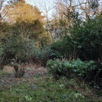 SNTV Ickworth 2019-02-03 19