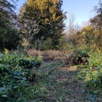 SNTV Ickworth 2019-03-17 16