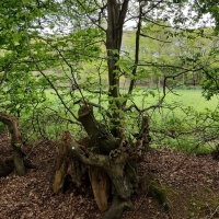 SNTV Danbury Common 2019-04-28 06