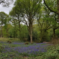 SNTV Danbury Common 2019-04-28 07