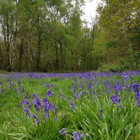 SNTV Danbury Common 2019-04-28 12