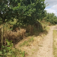 SNTV Dawns Covert 2019-07-21 08