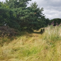 SNTV Dawns Covert 2019-07-21 09