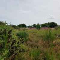 SNTV Dawns Covert 2019-07-21 10